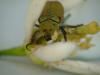 Hoplia argentea
